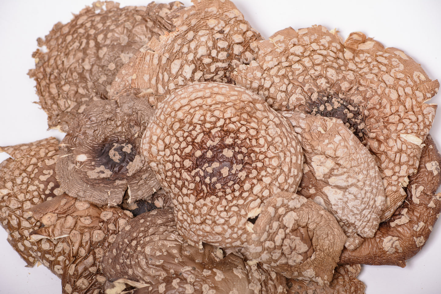 Dried amanita muscaria mushrooms for sale - mushroomholistic.com