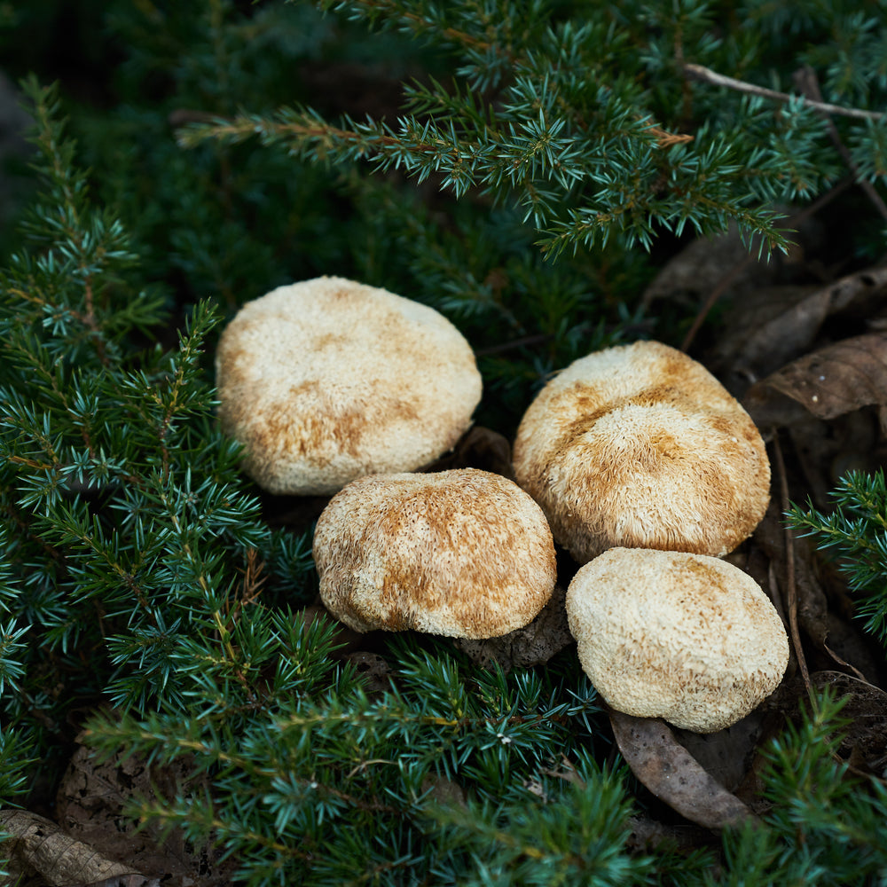 
                  
                    Lion’s mane mushroom dried caps
                  
                