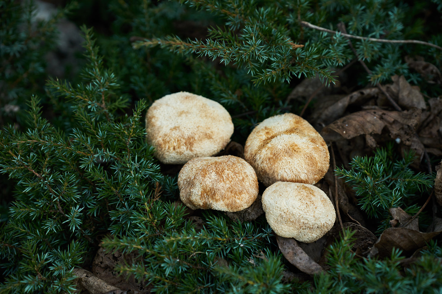 
                  
                    Lion’s mane mushroom dried caps
                  
                